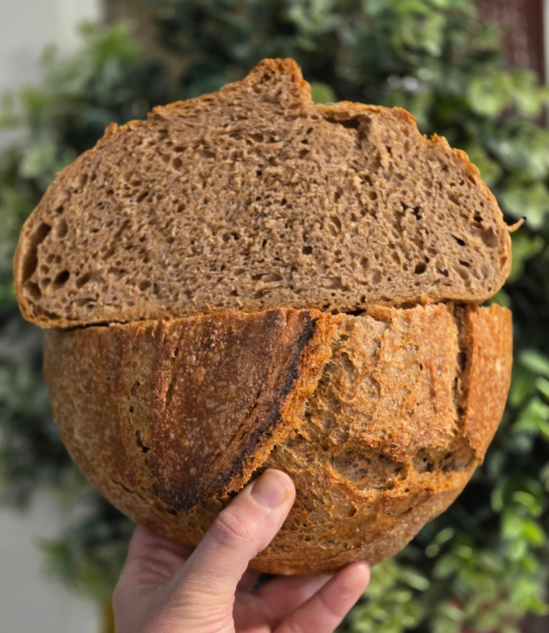 Organic Whole Wheat Sourdough Artisan Loaf
