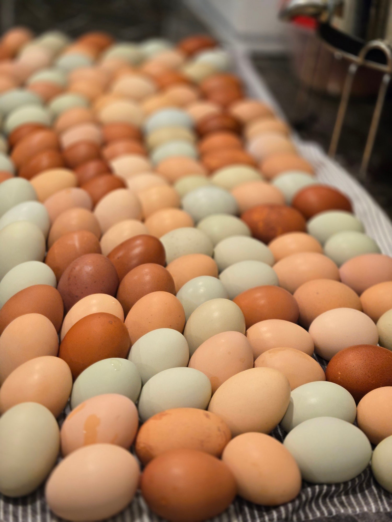 Non-GMO, Free Range Eggs, 1 dozen